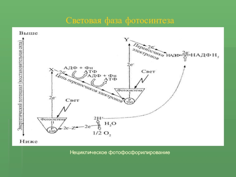 Схема нециклического фосфорилирования