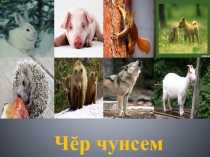 Презентация по чувашскому языку на тему Черчунсем- Животные