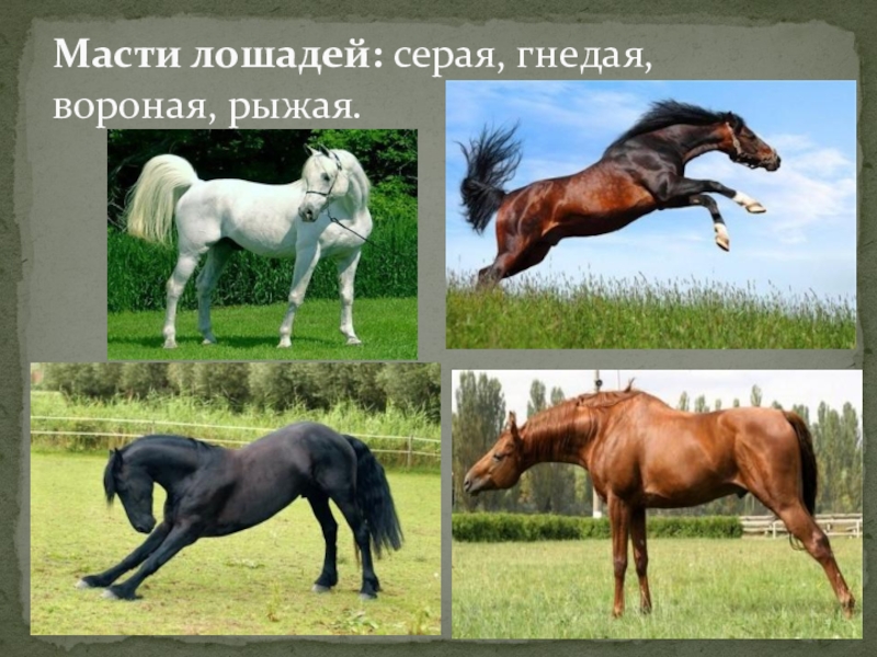 Цвета лошадей названия и фото