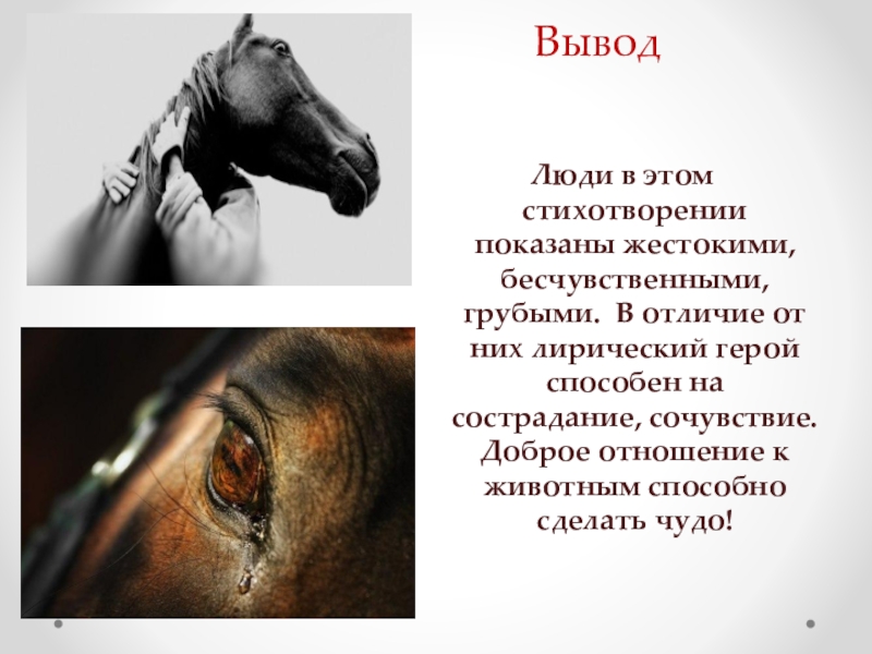 Сострадание в хорошее отношение к лошадям