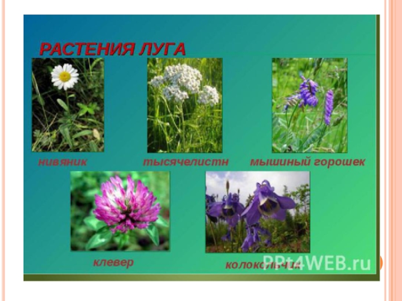 Луговые цветы 4 класс. Луговые растения. Растения Луга и сада. Луговые растения и животные. Растения обитающие на лугу.