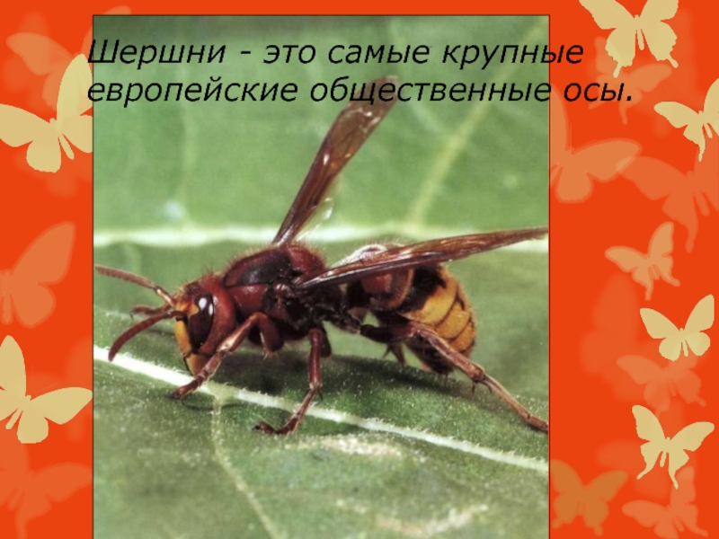 Шершни - это самые крупные европейские общественные осы.