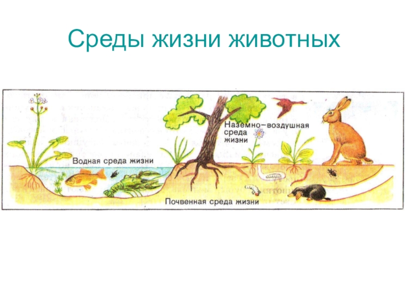 Среды жизни 5 класс биология презентация