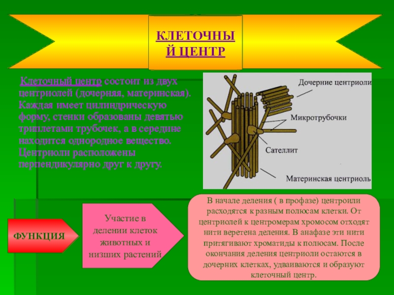 Центриоли клеточного центра. Материнская и дочерняя центриоли. Из чего образованы центриоли. Центриоли Веретено деления.