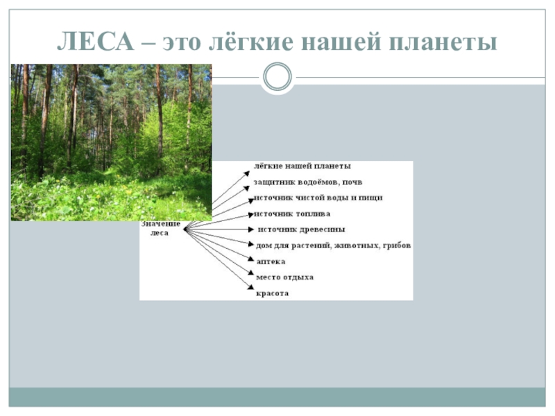 Почему леса называют зелеными легкими