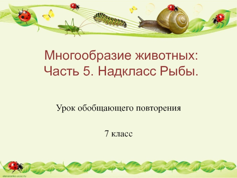 Многообразие животных:  Часть 5. Надкласс Рыбы.Урок обобщающего повторения7 класс