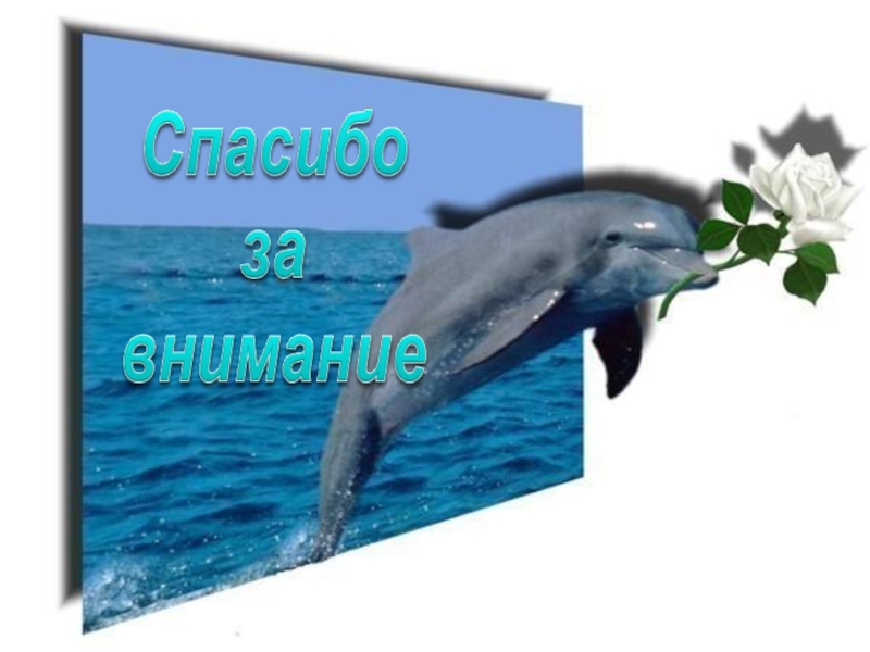 Дельфин я говорю тебе про любовь. Дельфин с цветком. Спасибо за внимание с дельфином. Открытки с дельфинами. Фоторамка дельфины.