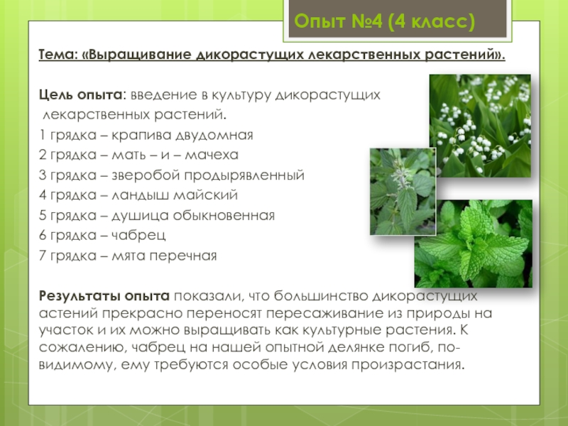 Опыт №4 (4 класс)Тема: «Выращивание дикорастущих лекарственных растений».Цель опыта: введение в культуру дикорастущих лекарственных растений.1 грядка –