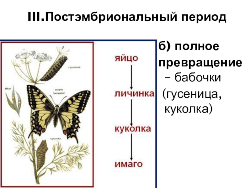 Постэмбриональный период схема