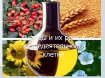Презентация к уроку биологии на тему Липиды