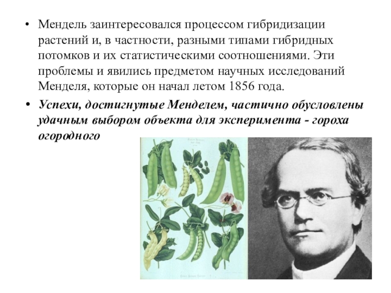 Мендель основы генетики. История развития генетики. Исследования Менделя. Презентация на тему:” основы генетики”. Презентация по биологии история развития генетики.