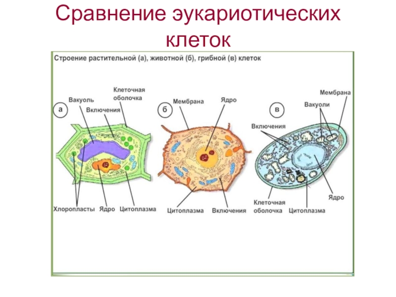 Сравнение эукариотических клеток