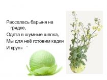 Презентация по биологиина тему Семейства Крестоцветные и Пасленовые 7 класс