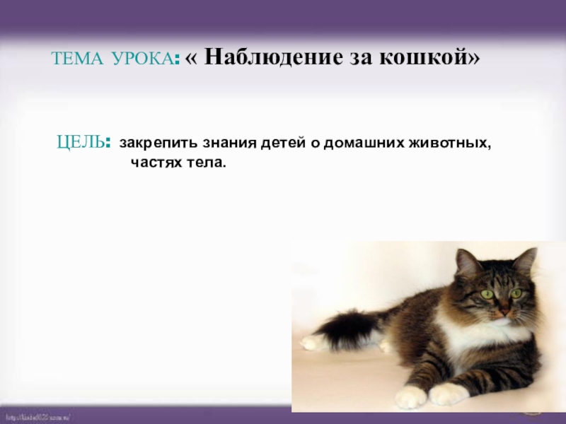 Наблюдение за домашними животными 5 класс биология. Наблюдения за домашними кошками. Цель наблюдения за кошкой. Наблюдение за передвижением кошки. Дневник наблюдения за кошкой.