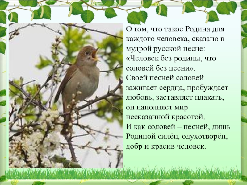 Стихотворение р г гамзатова песня соловья. Соловьи стих. Человек без Родины. Песнь соловья Гамзатов. Песнь соловья стих.