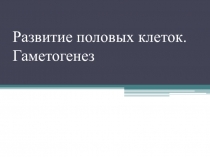 Презентация по биологии Гаметогенез