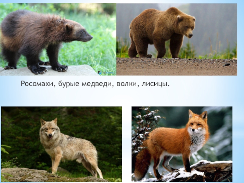 Картинка волк лиса медведь. Лиса, волк и медведь. Волки и медведи. Лиса волк медведь бурый. Медведь и лисы.