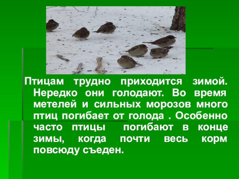 В зимнюю пору приходится трудно. Трудно приходится птицам зимой. Птицам трудно зимой. Почему птицам трудно зимой. Почему птицы погибают зимой.