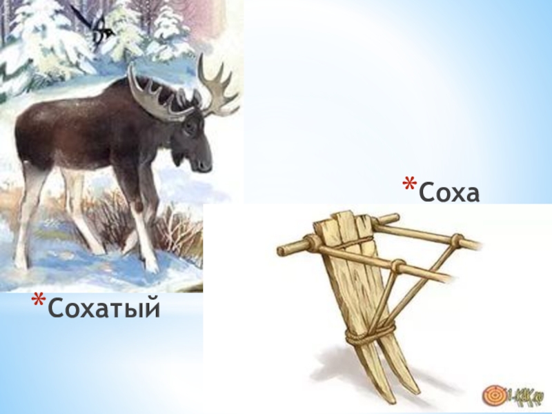 Сох лось