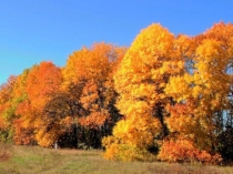 Урок татарского языка для 1 класса Урманда кунакта