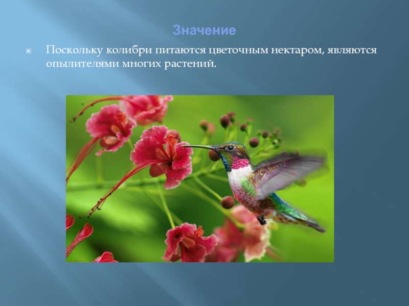 ЗначениеПоскольку колибри питаются цветочным нектаром, являются опылителями многих растений.