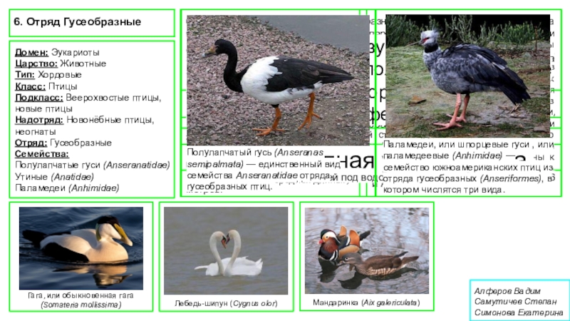 Многообразие птиц презентация 7 класс