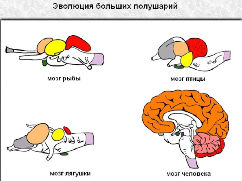 Тест по теме мозг 8 класс. Головной мозг биология 8 класс. Головной мозг презентация 8 класс биология. Строение головного мозга 8 класс биология презентация. Схема мозга биология 8 класс.