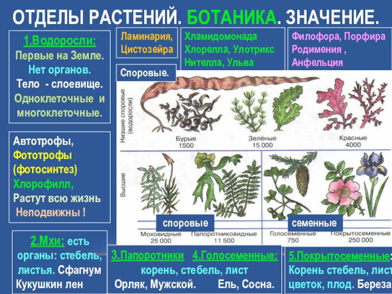 Представить какого отдела царства растения изображен на рисунке