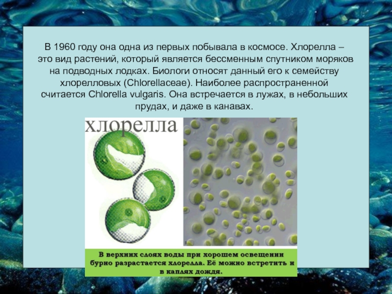 Среди водорослей. Хлорелла водоросль биология. Таллом хлореллы. Хлорелла в космосе. Хлорелла Космическая водоросль.