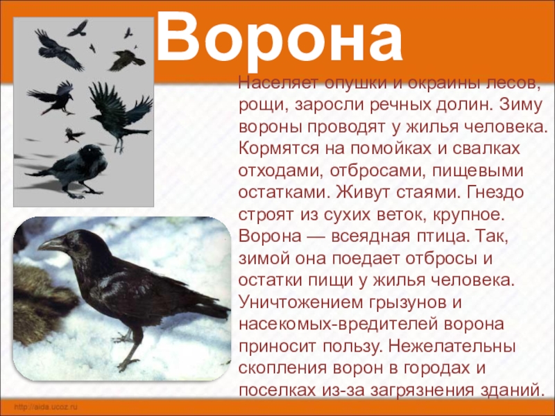 Ворон анализ. Рассказ о вороне. Вороны рассказ. Описание вороны. Вороны описание птицы.