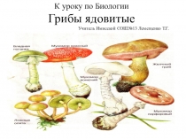 Презентация по Биологии в 6 классе Грибы ядовитые