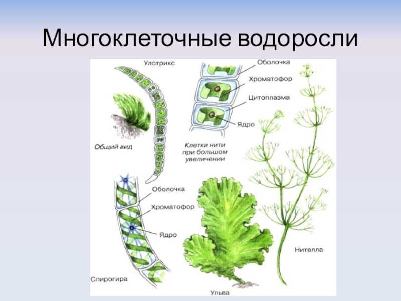 Многоклеточное слоевище. Многоклеточные водоросли улотрикс. Ламинария и улотрикс. Многоклеточные зеленые водоросли улотрикс. Строение многоклеточных зеленых водорослей 6 класс.