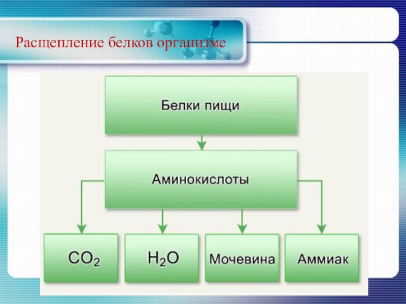 Деление белков. Схема распада белков. Расщепление белков. Аминокислоты расщепляются до. Расщепление белка в организме.