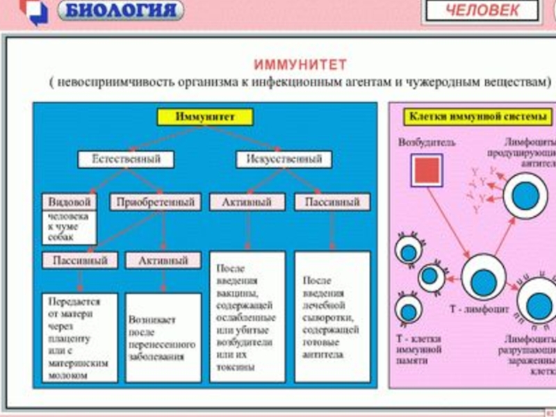 Биология электронный. Электроника в биологии. К центральным органам иммунитета у человека относятся: * 2 балла.