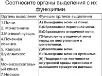 Презентация по биологии на тему Строение и функции кожи.