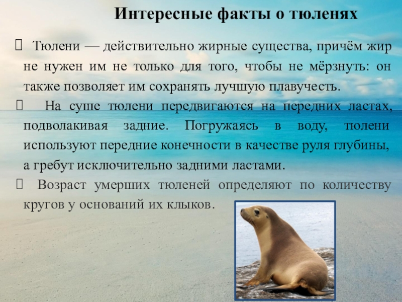 Интересные факты о тюленях тюленя
