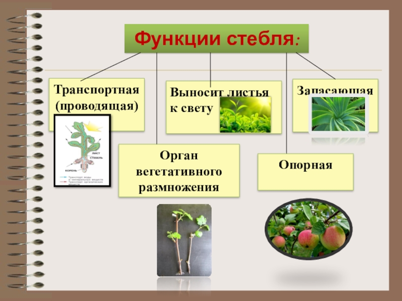 Стебель презентация 6 класс. Биология тема стебель. Стебель биология 6 класс. Стебель урок биологии. Стебель презентация.