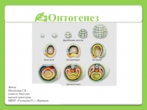 Презентация по биологии на тему Онтогенез