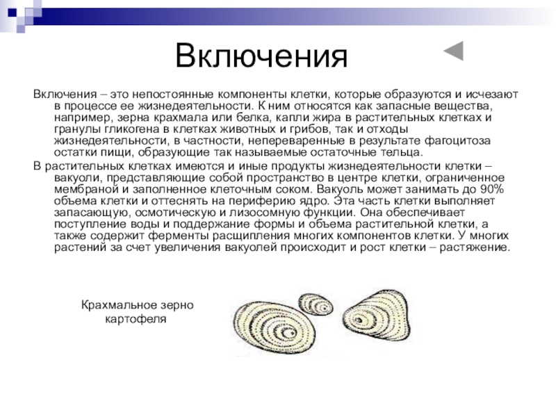 Клеточные включения функции. Включения крахмальные зерна строение. Включения крахмала в растительных клетках. Включения непостоянные компоненты клетки. Крахмальные зерна в клеточных включениях.