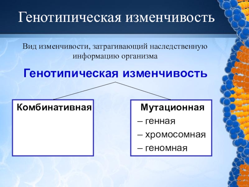 Презентация 9 класс биология комбинативная изменчивость