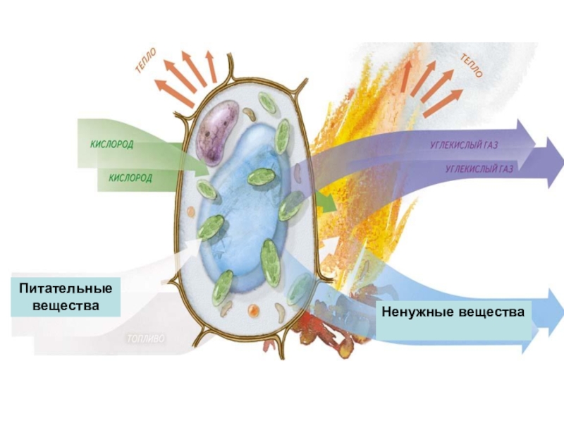 Схема питания клетки