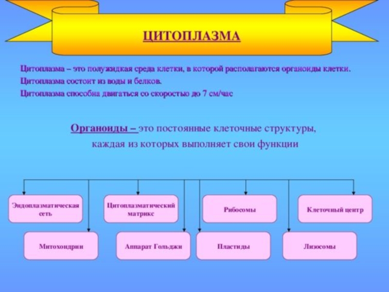 Какую функцию выполняет клеточная. Функции цитоплазмы. Цитоплазма выполняет функции. Какую функцию выполняет цитоплазма в клетке. Функции цитоплазмы в клетке.