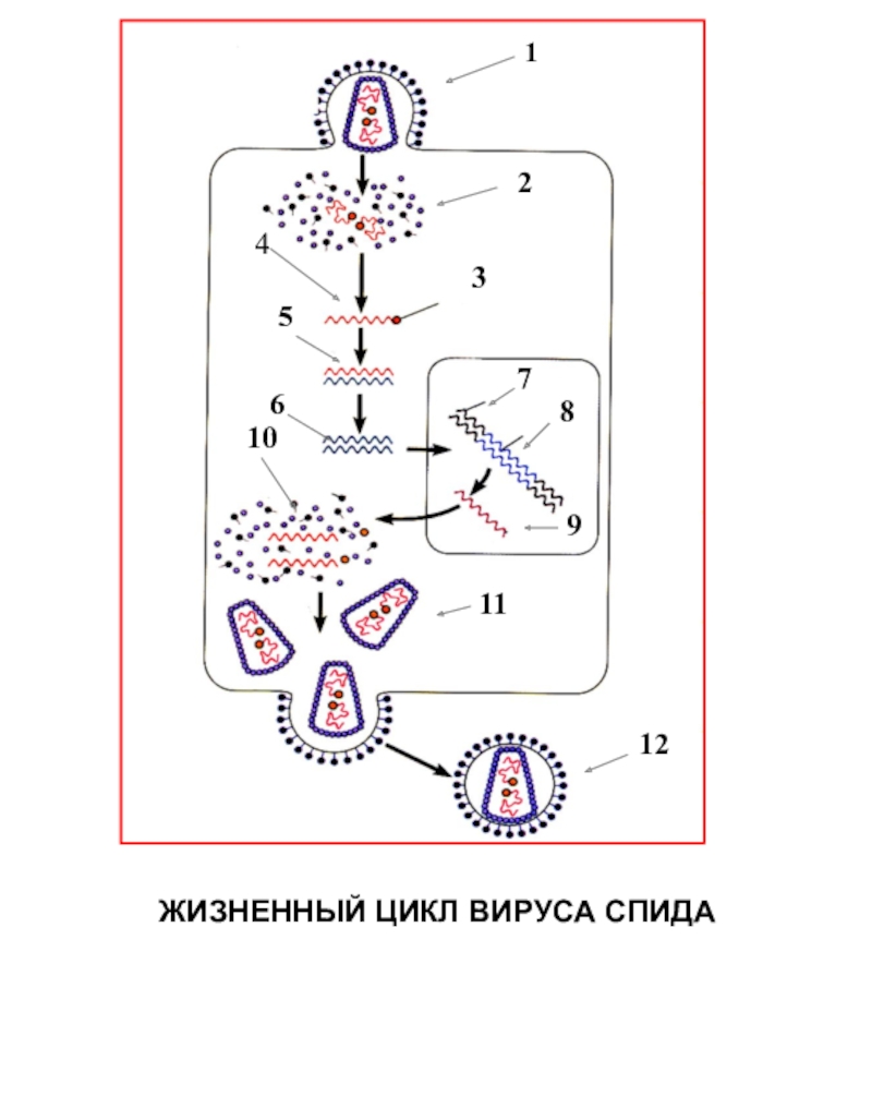 Схема жизненного цикла вируса