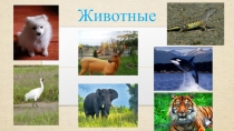 Презентация по познанию мира на тему:  Разнообразие животных.