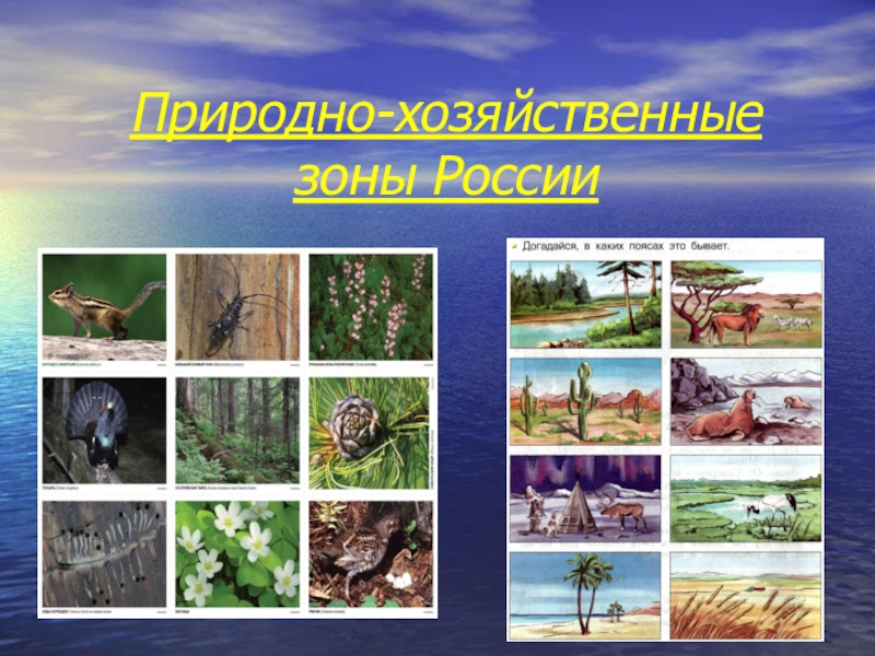 Презентация Презентация по географии на тему Природные зоны России(8 класс)