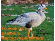 Горный гусь - редкий и исчезающий вид