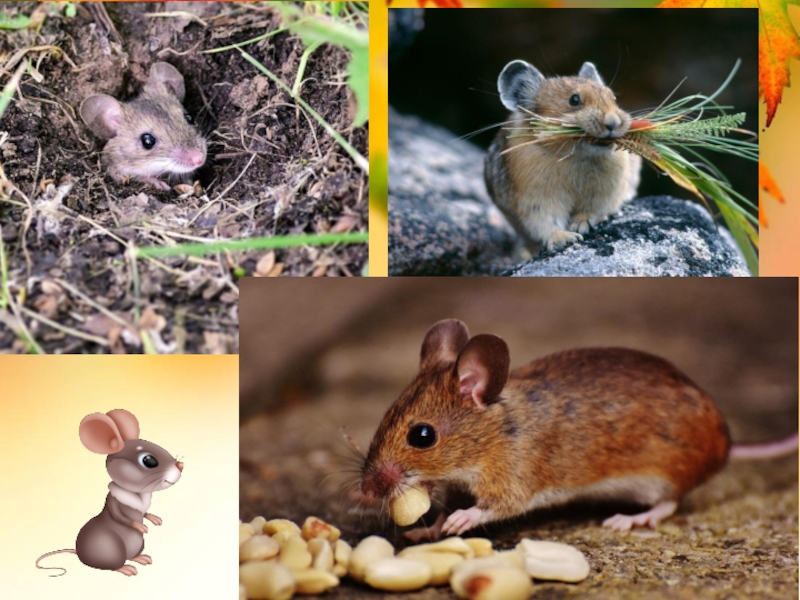Какие происходят изменения в жизни животных осенью. Мыши Кроты белки осенью. Изменения в жизни животных осенью. Жизнь животных осенью и зимой 2 класс. Изменения в жизни животных летом 5 класс биология.