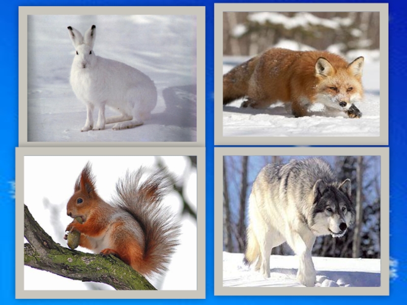 Изменения животных зимой 5 класс биология. Сезонные изменения зимой. Сезонные изменения в живой и неживой природе зимой. Зима изменения в природе. Сезонные изменения в природе зима.