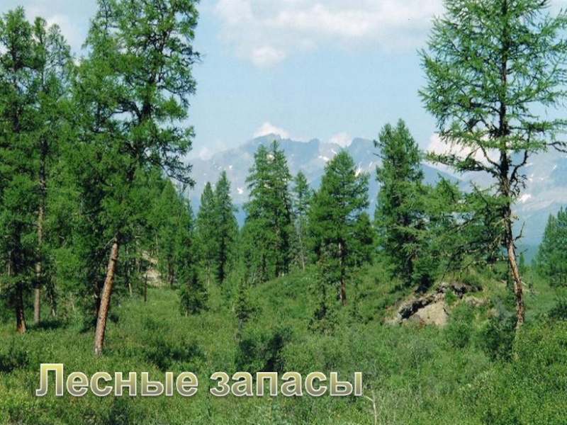 Байкальское нагорье. Севербайкальское Нагорье. Хвойные леса Байкала. Байкальский заповедник Северный склон хвойные леса (. Еловый лес Байкал.