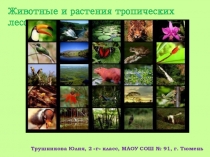 Презентация по окружающему миру Растения и животные тропических лесов